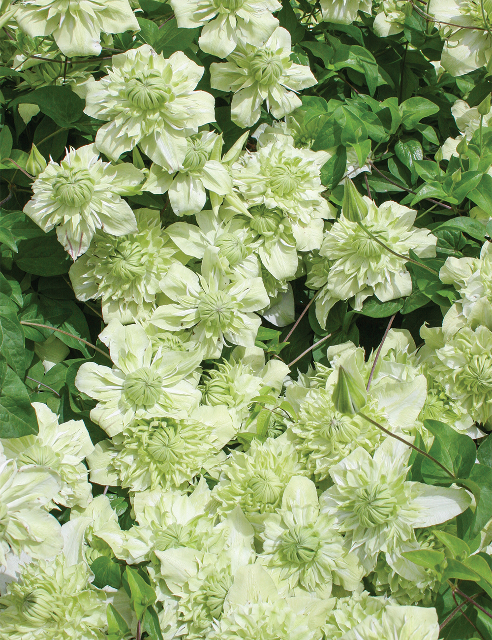 Clematis florida 'Alba Plena'